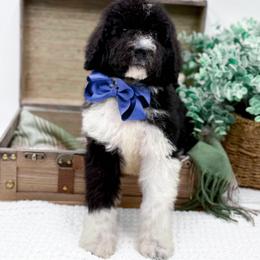 Boy 3 - male Bernedoodle puppy in Statesville, North Carolina from Doodle Babies