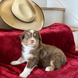 Girl 4 - female Australian Shepherd puppy in Scottsdale, Arizona from B & T's Aussies & Aussie Doodle's