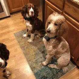 English Springer Spaniel, Poodle, and Springerdoodle All Grown Up from SpringerDoodles at the Beach