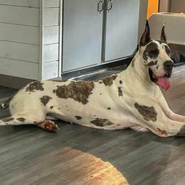 Londyn - Great Dane