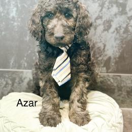 Azar - Chocolate male Goldendoodle puppy in Pasco, Washington from Camp Doodle Woods