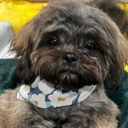 Shih Tzu Puppies from Grandma Ts Precious Puppies