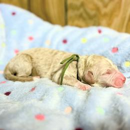 Houston - Apricot male Goldendoodle puppy in Pittsburg, Texas from Grace Springs Goldendoodles
