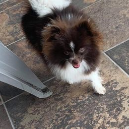 Pomeranian All Grown Up from P31 Poms