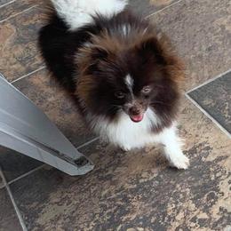 Pomeranian All Grown Up from P31 Poms