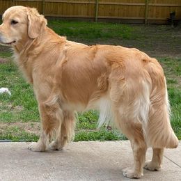 Luca - Golden Retriever