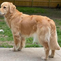 Luca - Golden Retriever