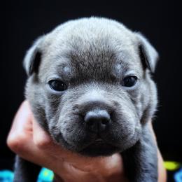 Luge - Blue female Staffordshire Bull Terrier puppy in Dallas, Texas from Wild Blue Staffords
