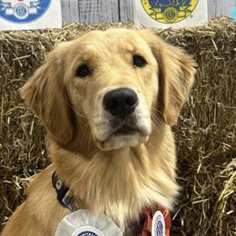 Golden Retrievers from Milestone Goldens