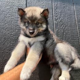 Onion - Agouti and white female Siberian Husky puppy in Folsom, Louisiana from Geaux Fluffy
