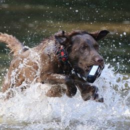 Ripley - Labrador Retriever