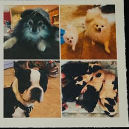 Pomeranian puppies from Mosaic Poms Too