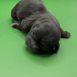 Lumi - Black female Shih Tzu puppy in Abilene, Texas from L&L Euro Boxers and Small Town Shih Tzus