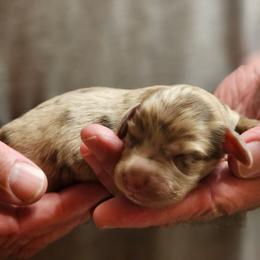 Chocolate Dapple Male 1 - Dapple male Dachshund puppy in Trade, Tennessee from TN Miniature Dachshunds & Basset Hounds