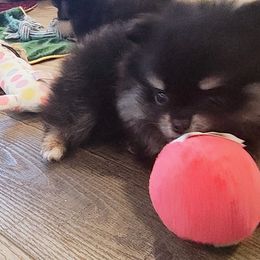 Teddy Bear - Pomeranian puppy from Mayhew's Pomeranian Pups