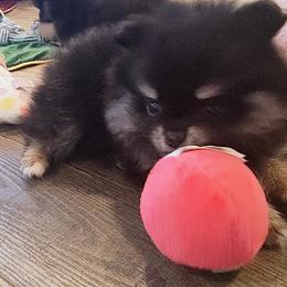 Teddy Bear - Pomeranian puppy from Mayhew's Pomeranian Pups