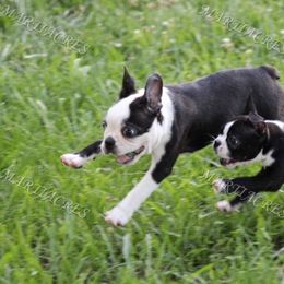Beagle and Boston Terrier Puppies from Marti Acres ~ Boston Terrier & Beagles