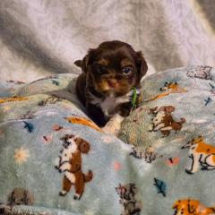 Auguste - Green Collar - Liver male Shorkie puppy in Troy, Ohio from Ever After Tails
