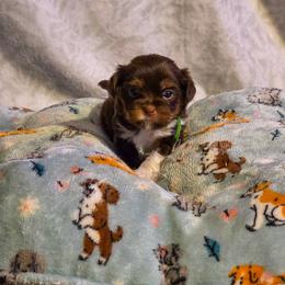 Auguste - Green Collar - Liver male Shorkie puppy in Troy, Ohio from Ever After Tails