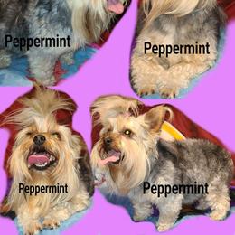 Peppermint - Yorkshire Terrier