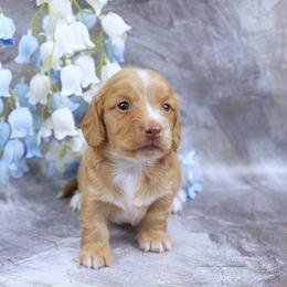VAUGHN - Reserved - Red male Dachshund puppy in Graceville, Florida from Misty's 101 Doxies