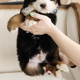 'Bobby' Blue Collar Male - Tri-color male Bernedoodle puppy in Kamas, Utah from A + E Farms