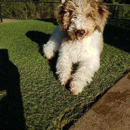 Aussiedoodle and Bernedoodle Puppies from High Desert Doodles