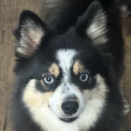 Selene - Pomsky