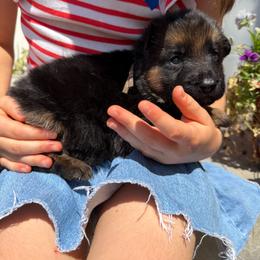 Liberty-Teal collar - Black and red female German Shepherd puppy in Ronan, Montana from Semper Fi K9 Montana
