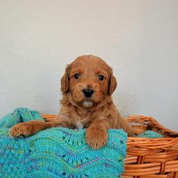 Goldendoodle Puppies from Em & El Doodles