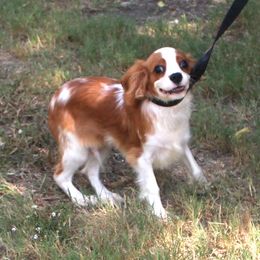Reeses - Blenheim male Cavalier King Charles Spaniel puppy in Leonard, Texas from Rising Star Kennels
