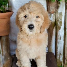 Jack - Apricot Goldendoodle puppy in Glenford, Ohio from Mi-De Doodles