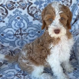 SIMBA - Parti male Goldendoodle puppy in Maricopa, Arizona from AZ Designer Goldendoodles
