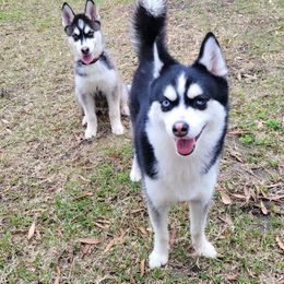 Pomsky Puppies from Pomsky Of Slidell