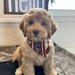Australian Labradoodle Puppies from Sun Canyon Australian Labradoodles
