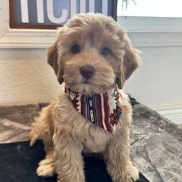 Australian Labradoodle Puppies from Sun Canyon Australian Labradoodles
