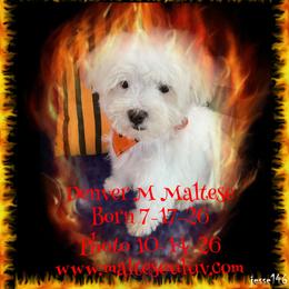 Denver M Maltese - White male Maltese puppy in Silverhill, Alabama from Malteseuluv’s Tiny Treasurers