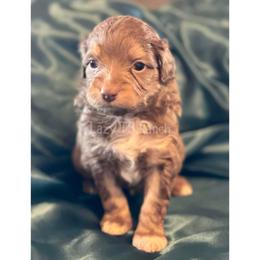 Brown Male - Red tri-color Aussiedoodle puppy in Tonopah, Arizona from Lazy T9 Ranch