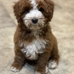 Bernedoodle, Goldendoodle, and Poodle Puppies from Bells Poodles n Doodles