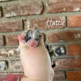 Hattie - Blue merle and white female American Corgi puppy in Anderson, California from Flying K Corgis