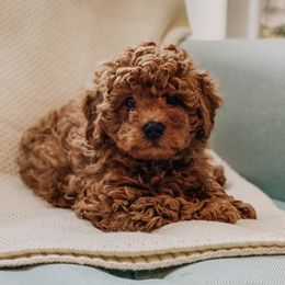 Cavapoo and Goldendoodle Puppies from Lake Cumberland Doodle Farm