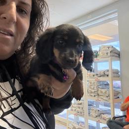 Dachshund and French Bulldog Puppies from Trust Fund Devil Kennel