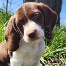 Beagles from Country Home Pets and Farm