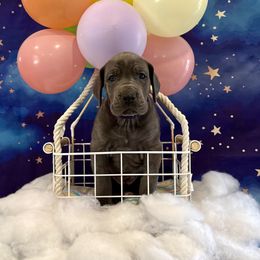 Eloise - Blue female Great Dane puppy in Westland, Michigan from Lazuli Great Danes