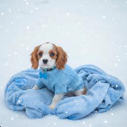 Leo - Blenheim male Cavalier King Charles Spaniel puppy in Pennsylvania from Julie's Cavalier King Charles Spaniels