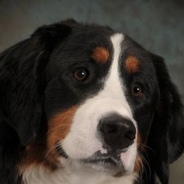 Athena - Bernese Mountain Dog