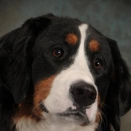 Athena - Bernese Mountain Dog