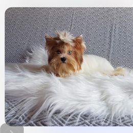 Diamond - Yorkshire Terrier