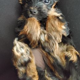Yorkshire Terrier Puppies from Precious Paws LLC