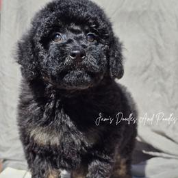 Neteyam - Black phantom male Aussiedoodle puppy in Cleveland, Georgia from Jam's Doodles And Poodles
